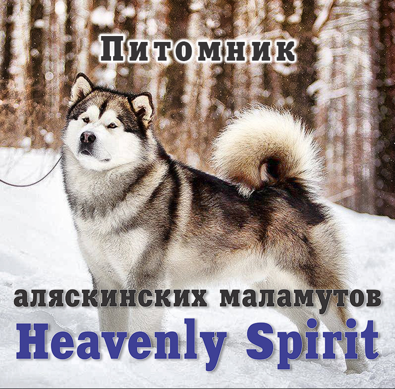 Питомник Heavenly Spirit